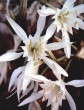 Lilium pancratium maritimum Lilium pancratium maritimum